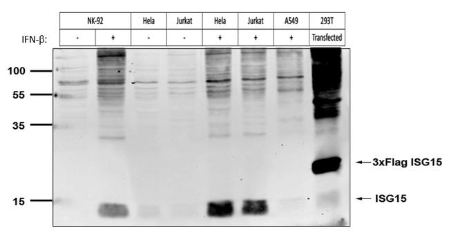 ISG15 Antibody in Western Blot (WB)