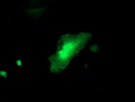 ITFG2 Antibody in Immunocytochemistry (ICC/IF)