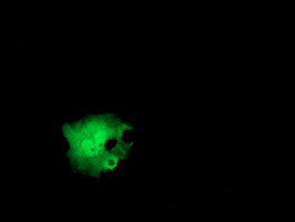 ITFG2 Antibody in Immunocytochemistry (ICC/IF)