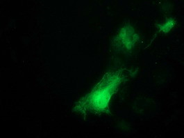 ITFG2 Antibody in Immunocytochemistry (ICC/IF)