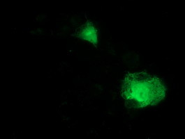 ITFG2 Antibody in Immunocytochemistry (ICC/IF)