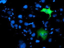 ITFG2 Antibody in Immunocytochemistry (ICC/IF)