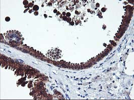 ITFG2 Antibody in Immunohistochemistry (Paraffin) (IHC (P))