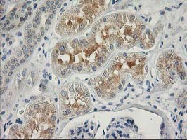 ITFG2 Antibody in Immunohistochemistry (Paraffin) (IHC (P))