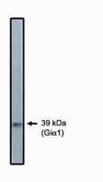 GNAI2 Antibody in Western Blot (WB)