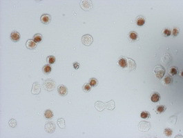 IdU Antibody in Immunocytochemistry (ICC/IF)