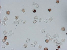 IdU Antibody in Immunocytochemistry (ICC/IF)