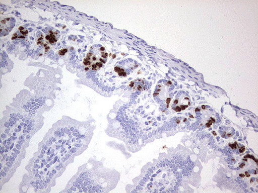 IdU Antibody in Immunohistochemistry (Paraffin) (IHC (P))