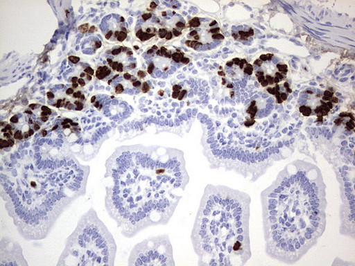 IdU Antibody in Immunohistochemistry (Paraffin) (IHC (P))