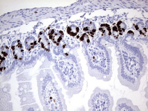 IdU Antibody in Immunohistochemistry (Paraffin) (IHC (P))