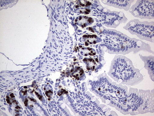 IdU Antibody in Immunohistochemistry (Paraffin) (IHC (P))