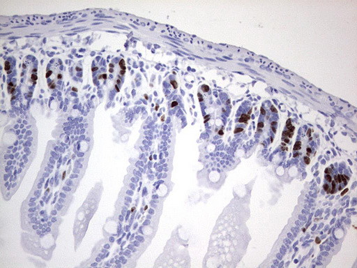 IdU Antibody in Immunohistochemistry (Paraffin) (IHC (P))