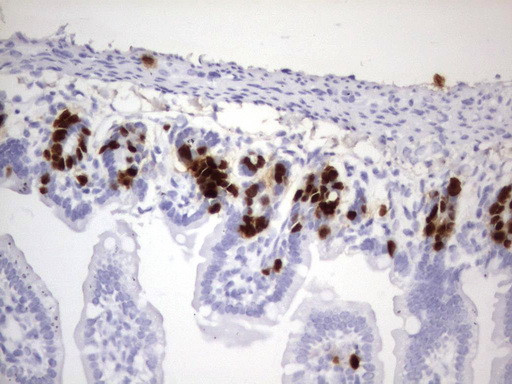 IdU Antibody in Immunohistochemistry (Paraffin) (IHC (P))