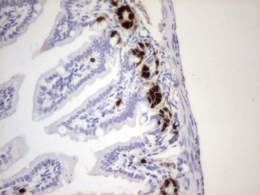 IdU Antibody in Immunohistochemistry (Paraffin) (IHC (P))