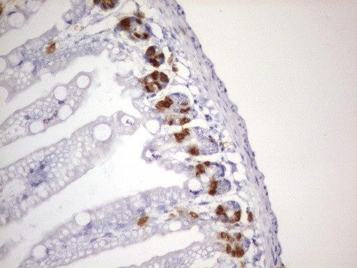 IdU Antibody in Immunohistochemistry (Paraffin) (IHC (P))