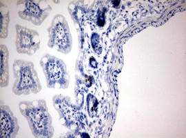 IdU Antibody in Immunohistochemistry (Paraffin) (IHC (P))