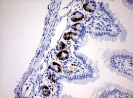 IdU Antibody in Immunohistochemistry (Paraffin) (IHC (P))