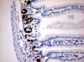 IdU Antibody in Immunohistochemistry (Paraffin) (IHC (P))