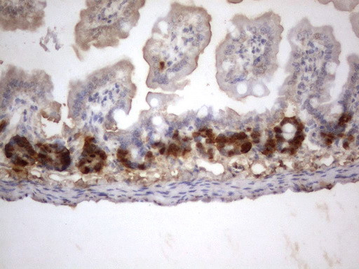 IdU Antibody in Immunohistochemistry (Paraffin) (IHC (P))