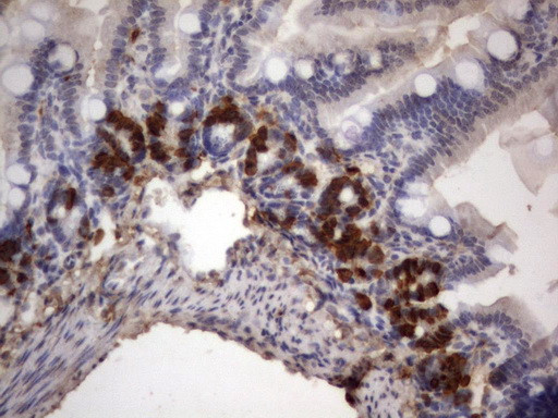 IdU Antibody in Immunohistochemistry (Paraffin) (IHC (P))