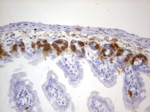 IdU Antibody in Immunohistochemistry (Paraffin) (IHC (P))