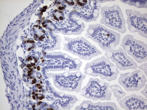 IdU Antibody in Immunohistochemistry (Paraffin) (IHC (P))