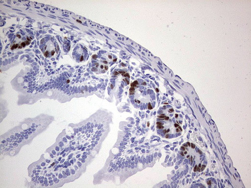 IdU Antibody in Immunohistochemistry (Paraffin) (IHC (P))