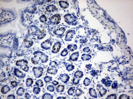 IdU Antibody in Immunohistochemistry (Paraffin) (IHC (P))