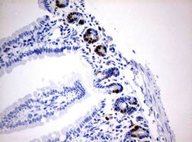 IdU Antibody in Immunohistochemistry (Paraffin) (IHC (P))