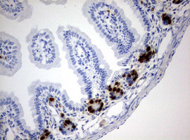 IdU Antibody in Immunohistochemistry (Paraffin) (IHC (P))