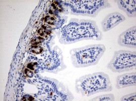 IdU Antibody in Immunohistochemistry (Paraffin) (IHC (P))