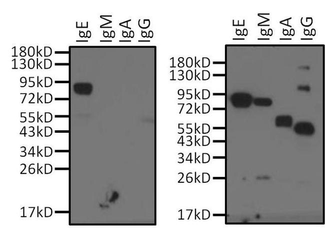 Human IgE Secondary Antibody in Western Blot (WB)