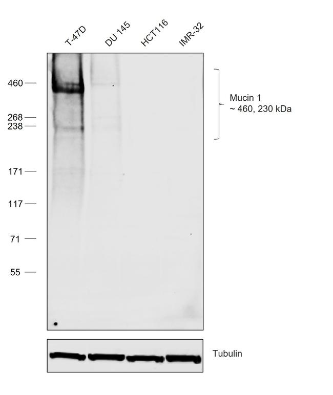 Human IgG1 (Heavy chain) Secondary Antibody in Western Blot (WB)