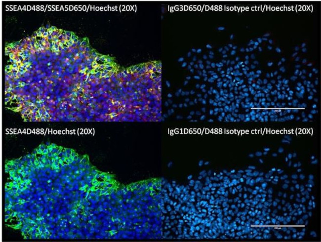 Mouse IgG3 Isotype Control in Immunocytochemistry (ICC/IF)