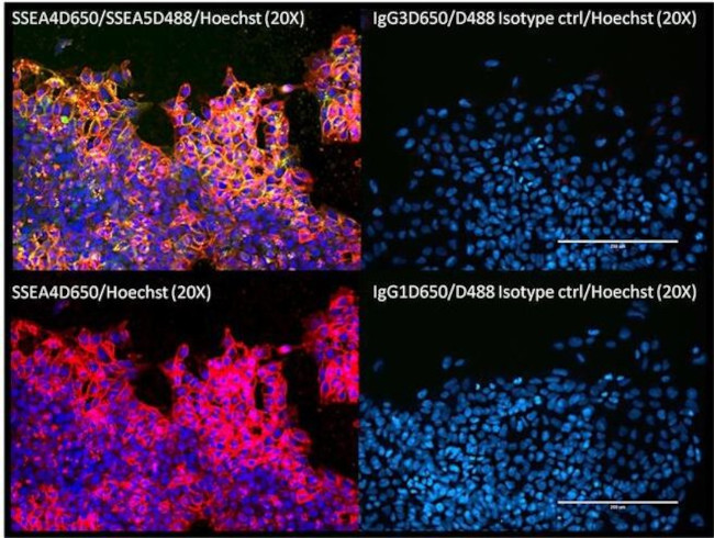 Mouse IgG3 Isotype Control in Immunocytochemistry (ICC/IF)