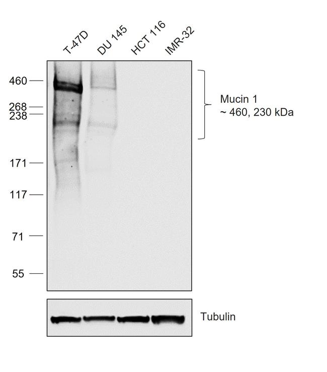 Human IgG Fc Secondary Antibody in Western Blot (WB)