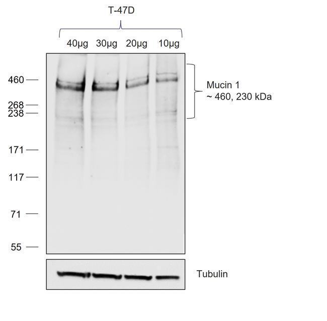 Human IgG Fc Secondary Antibody in Western Blot (WB)