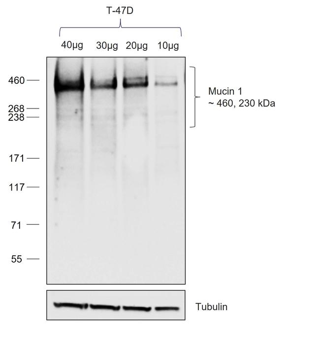 Human IgG Fc Secondary Antibody in Western Blot (WB)