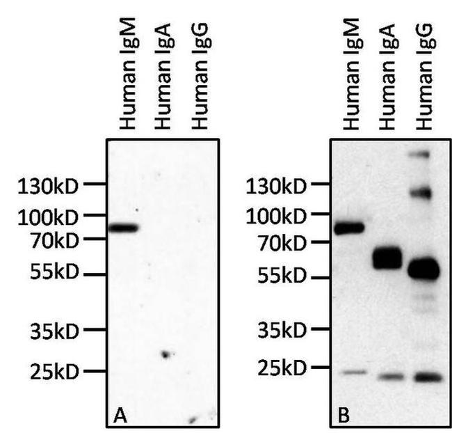 Human IgM Secondary Antibody in Western Blot (WB)