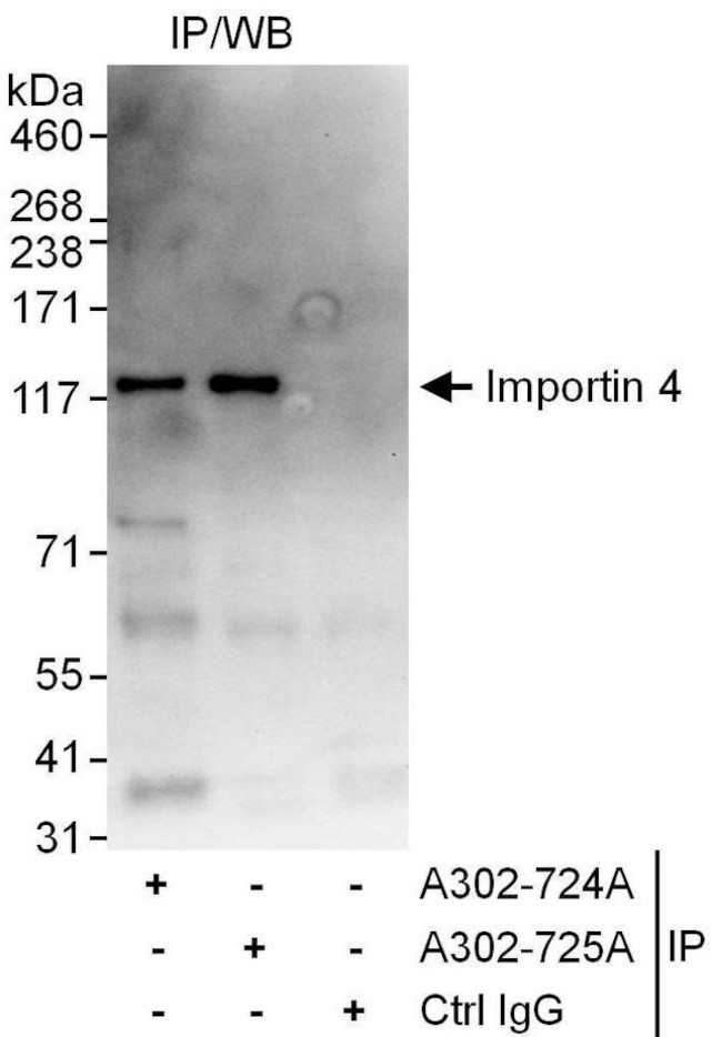 Importin 4 Antibody in Immunoprecipitation (IP)