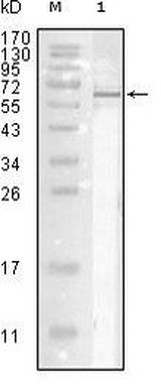 Influenza A NP Antibody in Western Blot (WB)