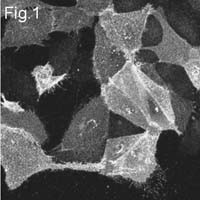 Influenza A M2 Antibody in Immunocytochemistry (ICC/IF)