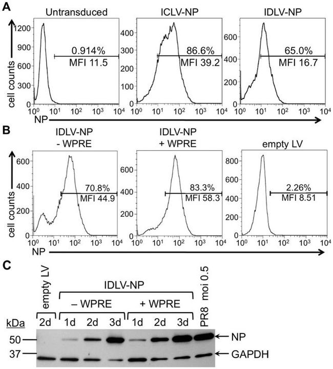 Influenza A NP Antibody in Flow Cytometry (Flow)