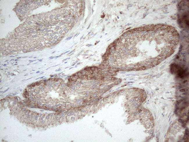 JAG1 Antibody in Immunohistochemistry (Paraffin) (IHC (P))