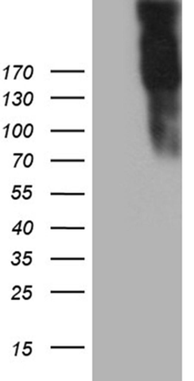 JAG1 Antibody in Western Blot (WB)