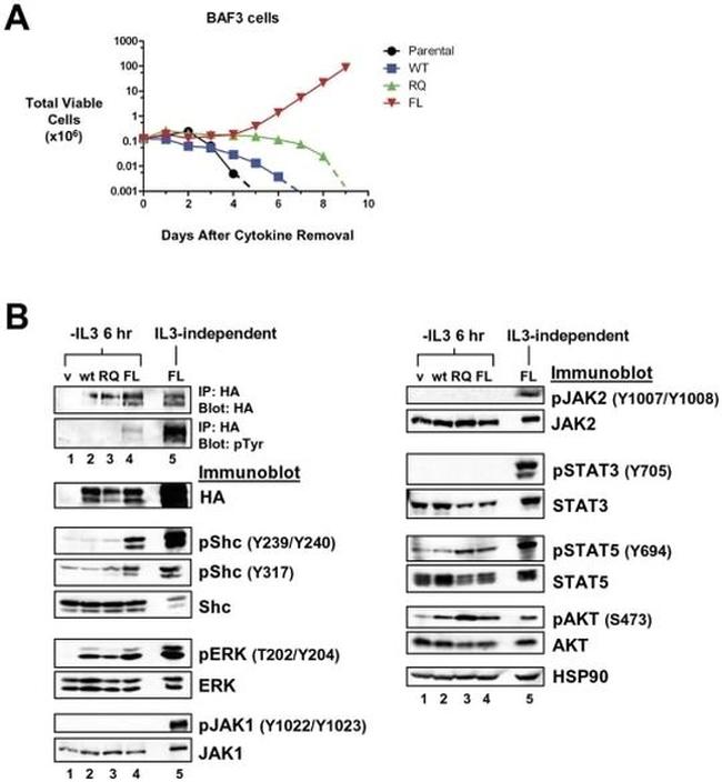 Phospho-JAK1 (Tyr1022, Tyr1023) Antibody in Western Blot (WB)