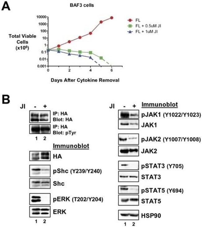 Phospho-JAK1 (Tyr1022, Tyr1023) Antibody in Western Blot (WB)