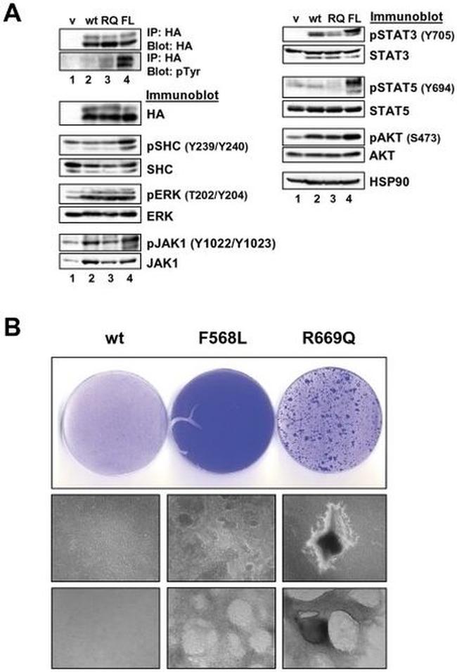 Phospho-JAK1 (Tyr1022, Tyr1023) Antibody in Western Blot (WB)