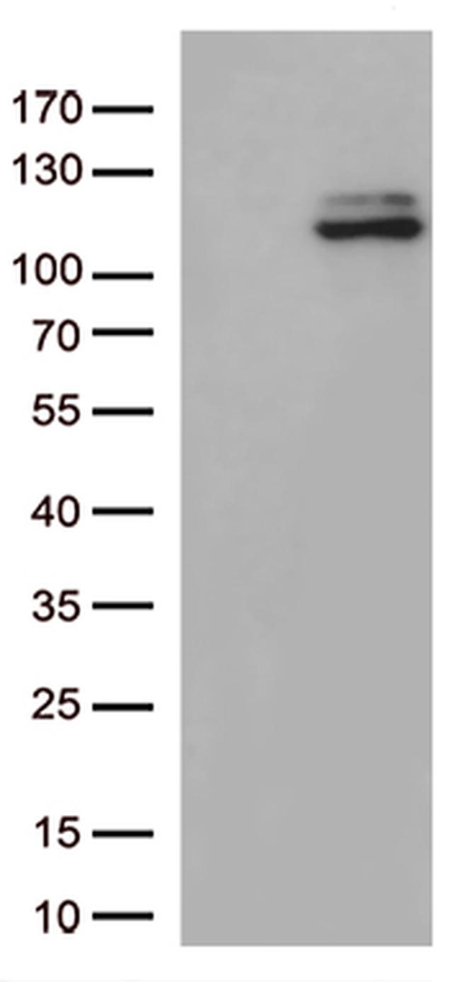 JAK3 Antibody in Western Blot (WB)