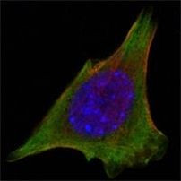 JAK3 Antibody in Immunocytochemistry (ICC/IF)